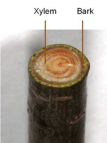 conifer xylem cutting
